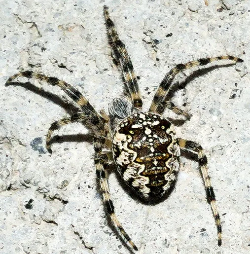 S. Carlo (Poschiavo)